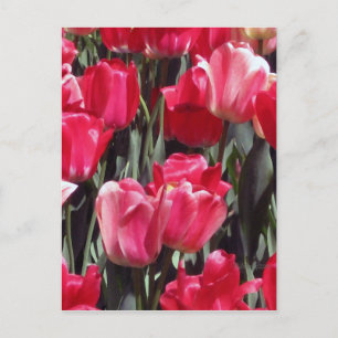 Tulip Garden Briefkaart