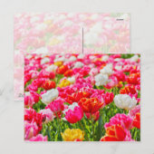 Tulip Garden Briefkaart (Voorkant / Achterkant)
