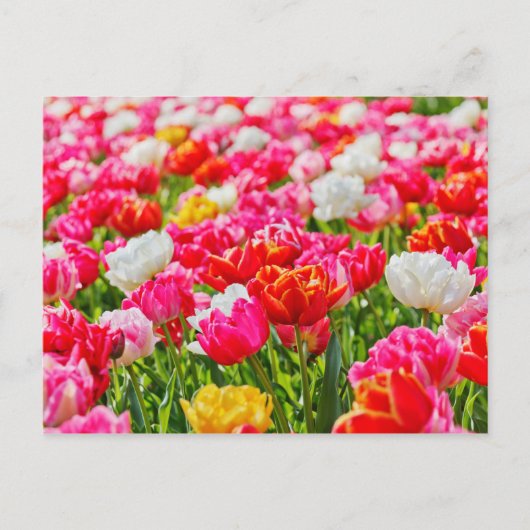 Tulip Garden Briefkaart (Voorkant)