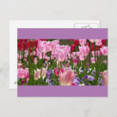 Tulip Garden Briefkaart (Voorkant / Achterkant)