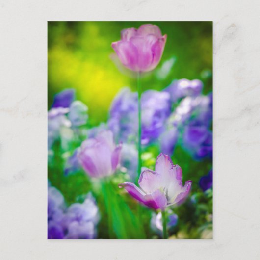 Tulip garden, Giverny, Frankrijk Briefkaart (Voorkant)
