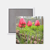 Tulip Garden magnet (Voorkant / Achterkant)