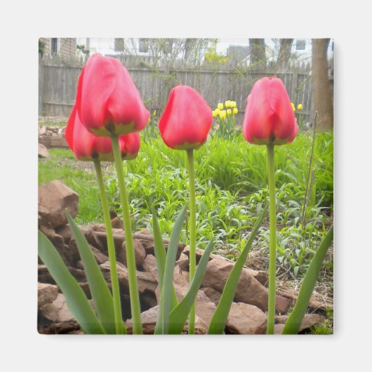 Tulip Garden magnet (Voorkant)