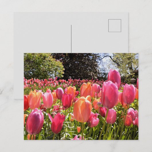 Tulip Garden Post Kaarten (Voorkant / Achterkant)