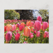 Tulip Garden Post Kaarten (Voorkant)