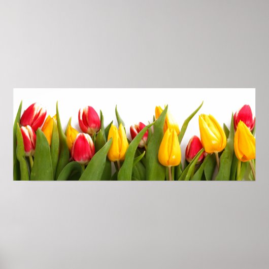 Tulip Garden Poster (Voorkant)
