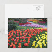 Tulip Gardens Briefkaart (Voorkant / Achterkant)