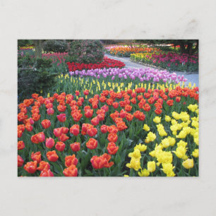 Tulip Gardens Briefkaart