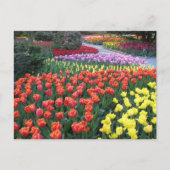 Tulip Gardens Briefkaart (Voorkant)