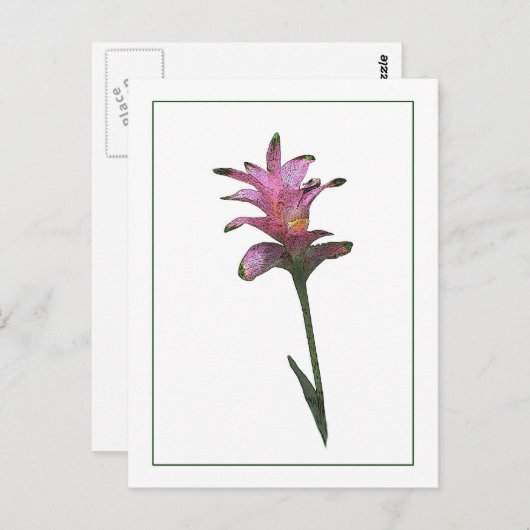 Tulip Ginger Botanisch Briefkaart met fotoketch (Voorkant / Achterkant)