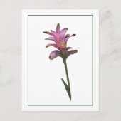 Tulip Ginger Botanisch Briefkaart met fotoketch (Voorkant)