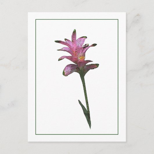 Tulip Ginger Botanisch Briefkaart met fotoketch (Voorkant)
