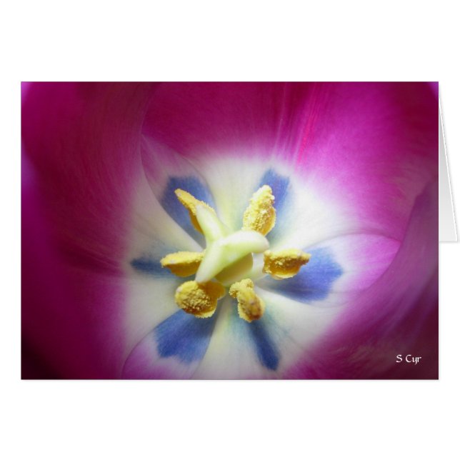 Tulip Heart, S Cyr (Voorkant Horizontaal)