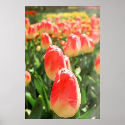Tulip Heaven Poster (Voorkant)