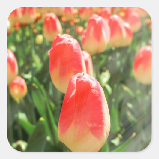 Tulip Heaven Vierkante Sticker (Voorkant)