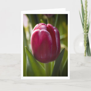 Tulip Kaart