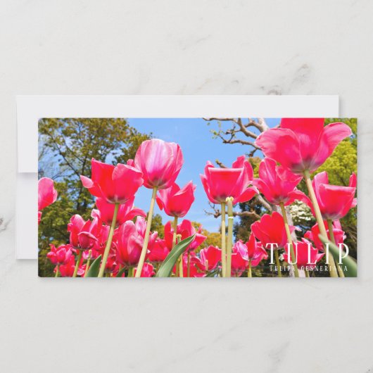 Tulip Kaart (Voorkant)