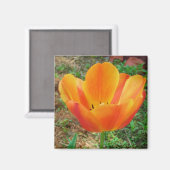 Tulip magnet (Voorkant / Achterkant)