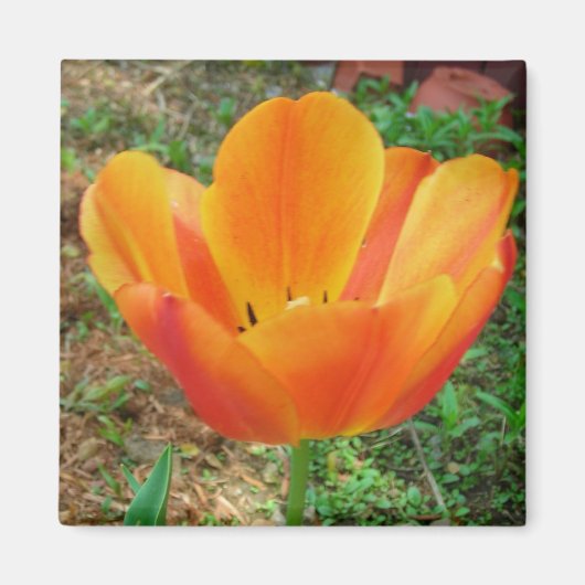 Tulip magnet (Voorkant)