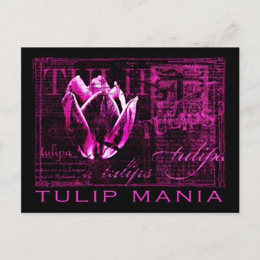 Tulip Mania Briefkaart (Voorkant)