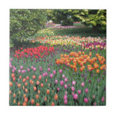 TULIP MEADOW TEGELTJE (Voorkant)