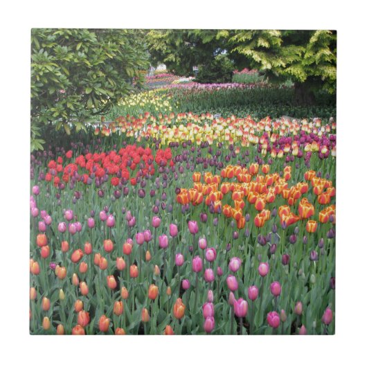 TULIP MEADOW TEGELTJE (Voorkant)