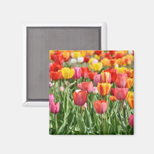 Tulip Natuur Foto Magneet (Voorkant / Achterkant)