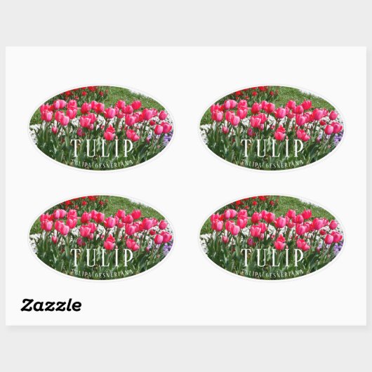 Tulip Ovale Sticker (Vel)