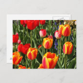 Tulip Patch Briefkaart (Voorkant / Achterkant)