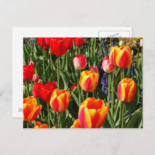 Tulip Patch Briefkaart (Voorkant / Achterkant)