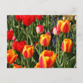 Tulip Patch Briefkaart (Voorkant)