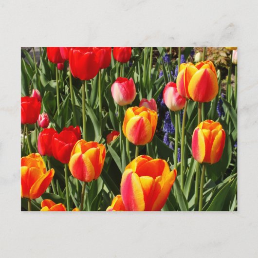Tulip Patch Briefkaart (Voorkant)