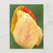 Tulip Petals Flower Photography Personalized Briefkaart (Voorkant)