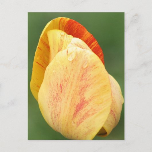 Tulip Petals Flower Photography Personalized Briefkaart (Voorkant)