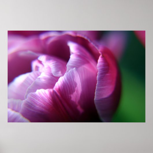 Tulip Petals Poster (Voorkant)