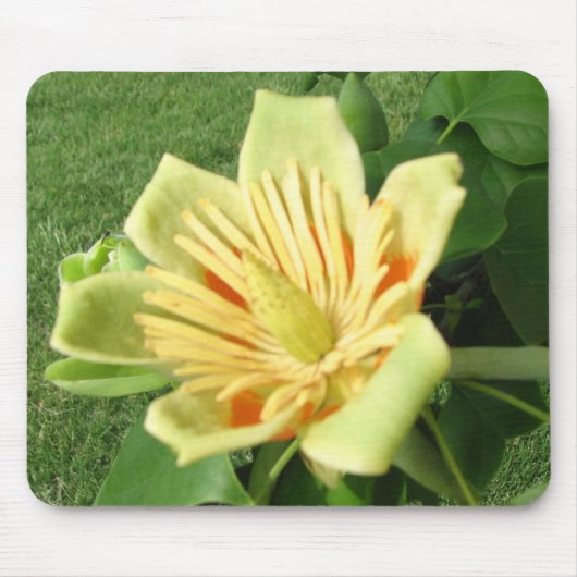Tulip Poplar Bloom Muismat (Voorkant)