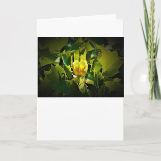 Tulip Poplar Blossom, kaart (Voorkant)
