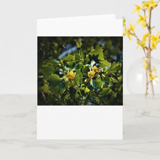 Tulip Poplar Blossom, kaart (Gele Bloem)