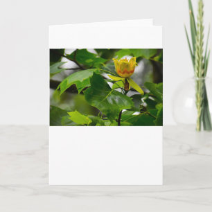 Tulip Poplar Blossom, kaart