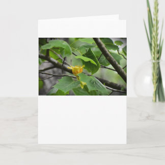 Tulip Poplar Blossom, kaart