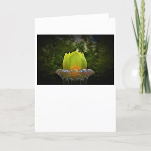 Tulip Poplar Blossom, kaart