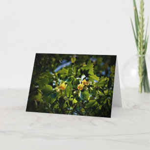 Tulip Poplar Blossom, kaart