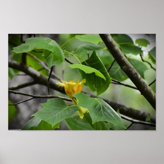 Tulip Poplar Blossom Poster (Voorkant)