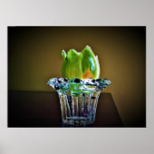 Tulip Poplar Blossom Poster (Voorkant)