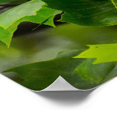 Tulip Poplar Blossom Poster (Hoek)