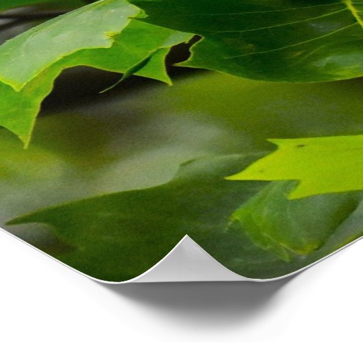 Tulip Poplar Blossom Poster (Hoek)