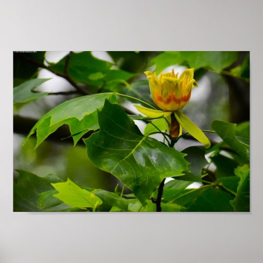Tulip Poplar Blossom Poster (Voorkant)
