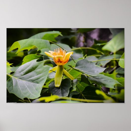 Tulip Poplar Blossom Poster (Voorkant)