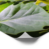 Tulip Poplar Blossom Poster (Hoek)