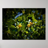 Tulip Poplar Blossom Poster (Voorkant)